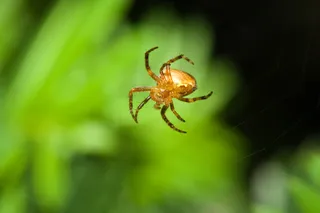 yellow spider by green foliage 