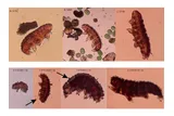 Tardigrades before and after images when exposed to Martian material 
