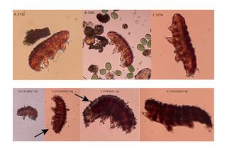 Tardigrades before and after images when exposed to Martian material 