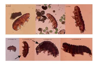 Tardigrades before and after images when exposed to Martian material 