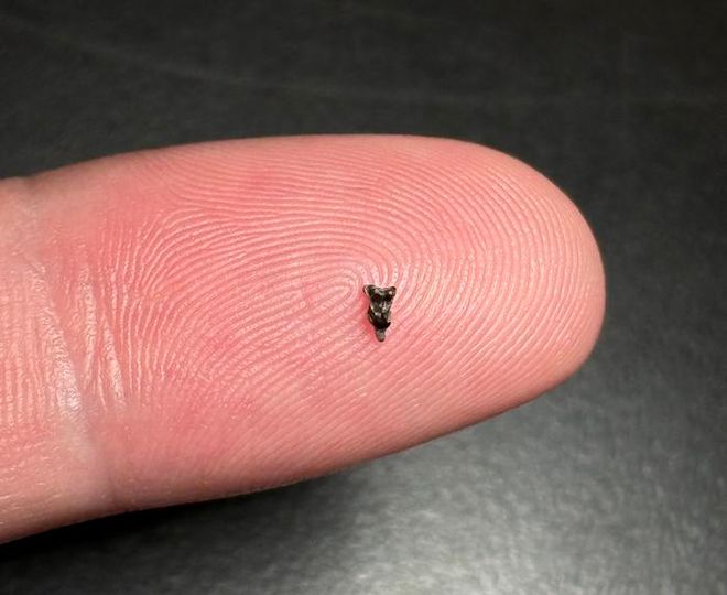 Purgatorius upper molar found in Corral Bluffs Denver Basin CO