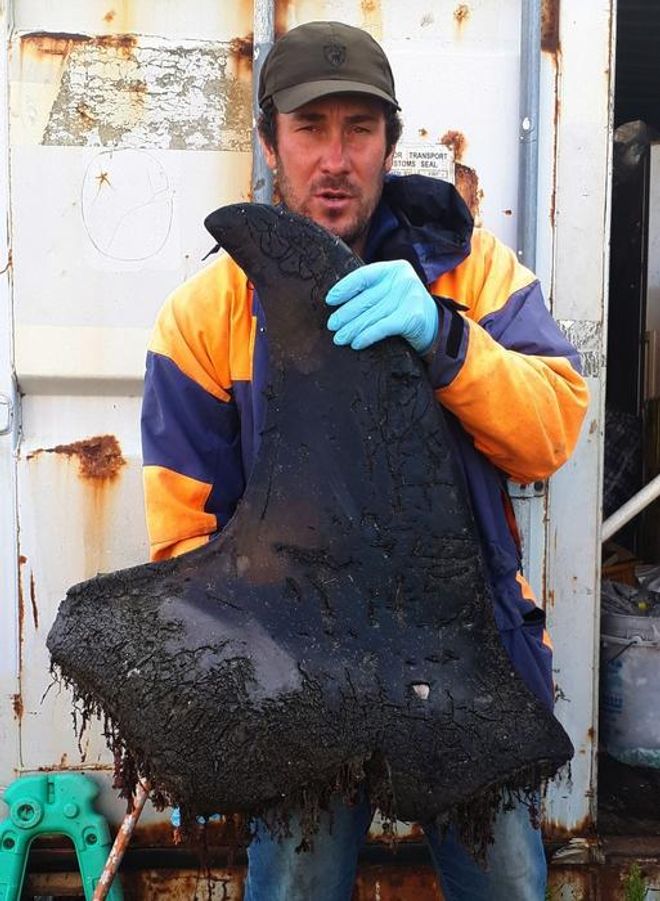 Russian whale researcher with a torn-off killer whale fin Russian whale researcher with a torn-off killer whale fin