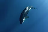 Killer whale diving in the ocean