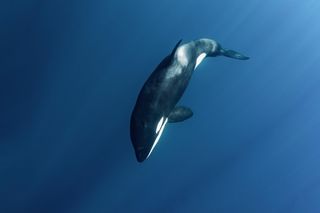 Killer whale diving in the ocean