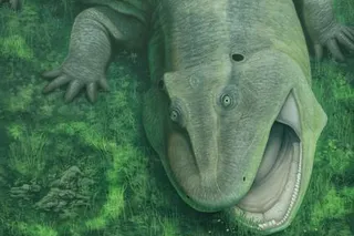 Illustration of Tanyka amnicola eating plants in real life