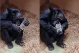 Chimpanzee examining a crystal rock