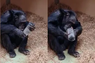 Chimpanzee examining a crystal rock