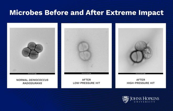 Microbes before and after extreme impact, testing how microbes could survive extreme pressure