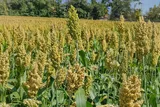 A field of Broomcorn millet