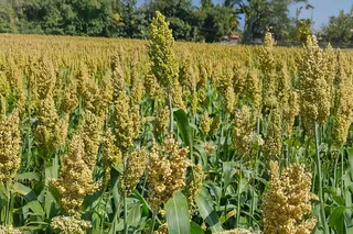 A field of Broomcorn millet