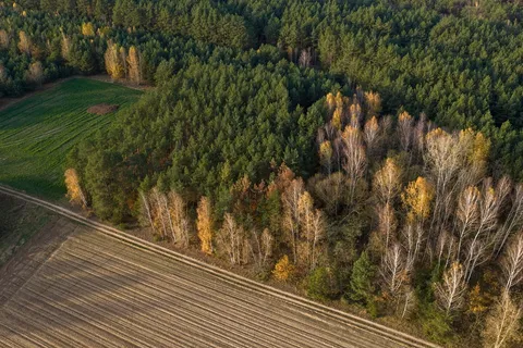 forest growing into farmland