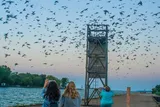 People taking pictures of the purple martin migration