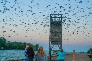 People taking pictures of the purple martin migration