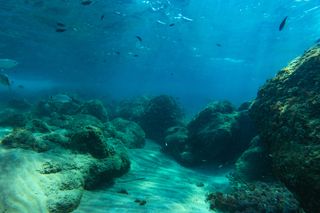 life on the ocean floor