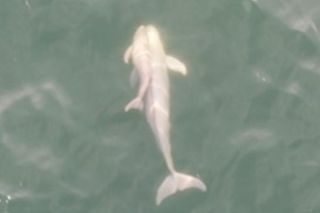A finless porpoise adult female with her smaller calf at her side 