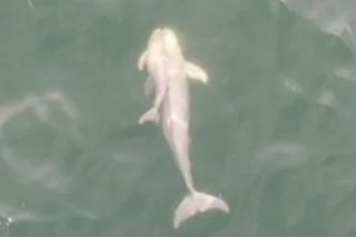 A finless porpoise adult female with her smaller calf at her side 