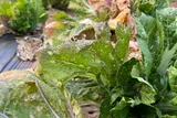 brassica leaves with viral infection 