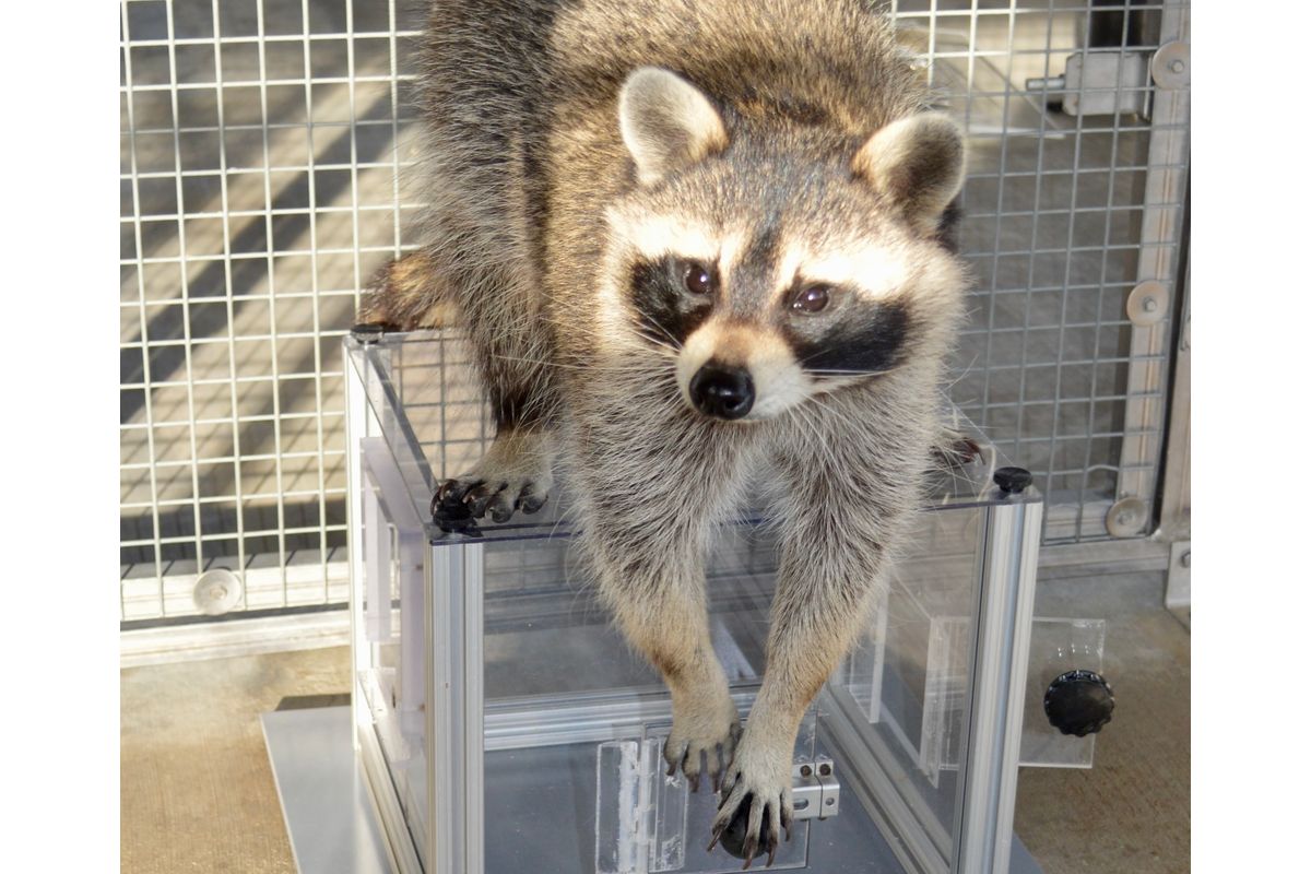 raccoonon-puzzlebox-x.jpeg