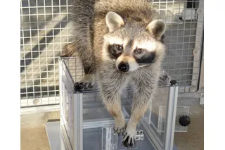 Raccoon trying to open a plastic puzzle box