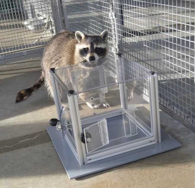 Raccoon near one of the puzzle boxes he opened
