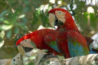 two red macaws sitting in a tree 