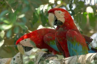 two red macaws sitting in a tree 