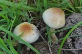 Psilocybe ochraceocentrata, ocher colored mushrooms grown among grass