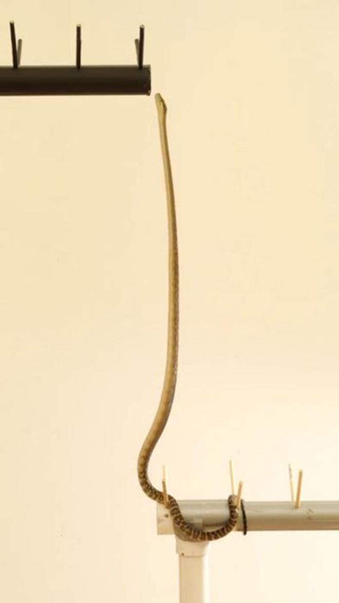 a brown snake "standing" upright and moving to another perch