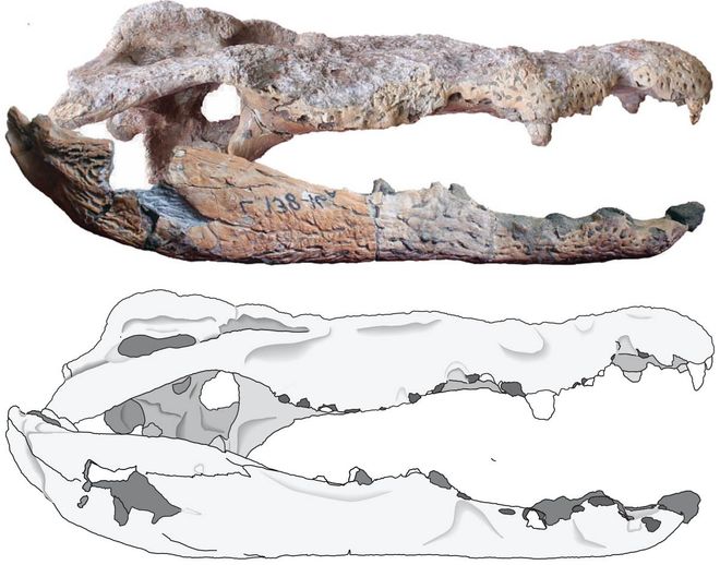 Fossil image of new crocodile species named Lucy