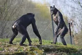 Two bonobos displaying aggressive behaviors 