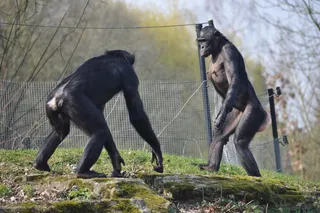 Two bonobos displaying aggressive behaviors