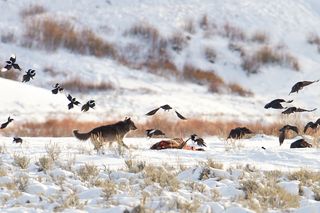 Ravens approach wolf kill in Yellowstone National Park