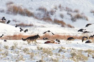Ravens approach wolf kill in Yellowstone National Park 