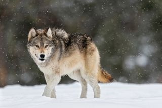 A large gray wolf walking in the snow 