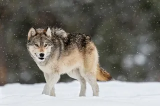 A large gray wolf walking in the snow 
