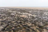 petrified forest Doggerland beach near the north sea, beach covered in petrified wood