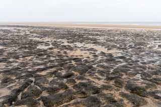 petrified forest Doggerland beach near the north sea, beach covered in petrified wood