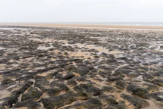 petrified forest Doggerland beach near the north sea, beach covered in petrified wood