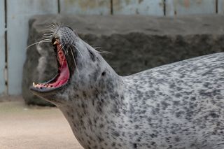 gray harbor seal with its mouth wide open