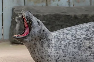 gray harbor seal with its mouth wide open 