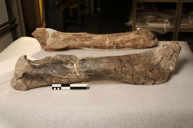 two fossilized tyrannosaur tibia in a research lab two fossilized tyrannosaur tibia in a research lab