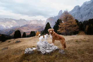 two different species of dogs standing on a mountain