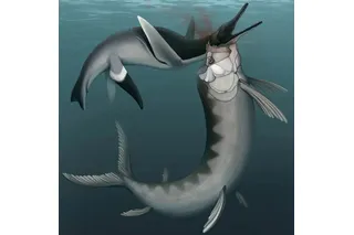 Reconstruction of a Xiphactinus biting the neck of a Polycotylus plesiosaur in the prehistoric Western Interior Seaway.