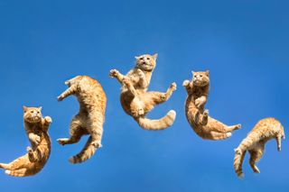 an orange cat twisting through the air to land on its feet