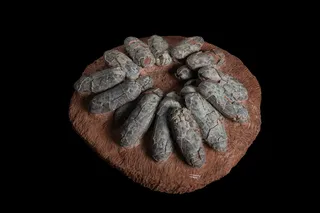 Prototype of oviraptor clutch