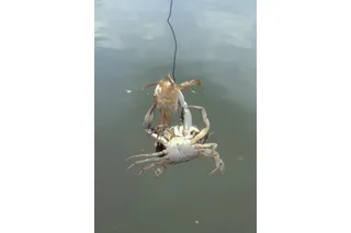 A blue crab trying to eat a smaller blue crab that's trapped on a line