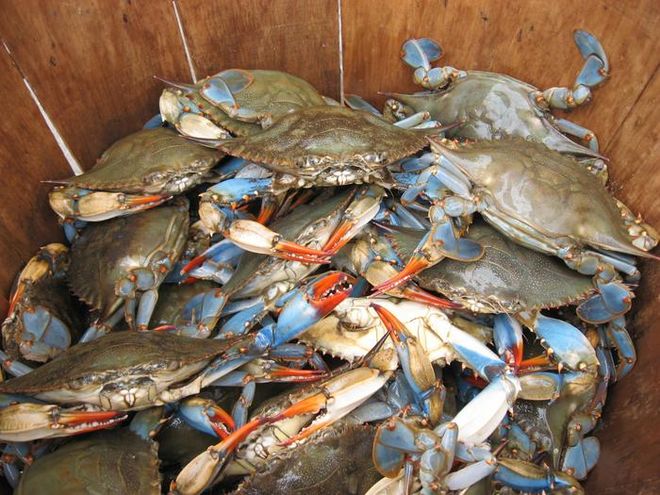 a basket of blue crabs a basket of blue crabs