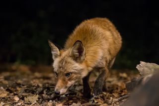 Red fox sniffing the forrest floor