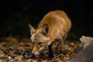Red fox sniffing the forrest floor