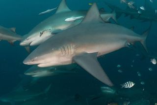 two bull sharks swimming together 